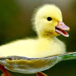 Meet your Posher, Fatima